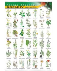 Rośliny pospolite - plansza dydaktyczna