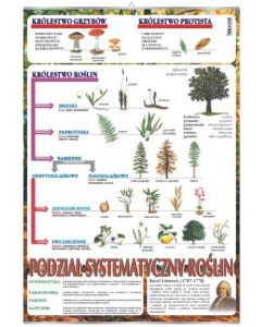 Systematyka roślin - plansza dydaktyczna