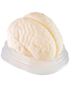 Mózg II - model