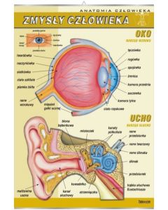 Anatomia człowieka. Zmysły człowieka: ucho, oko - plansza dydaktyczna
