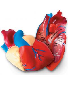 Model ludzkiego serca z pianki