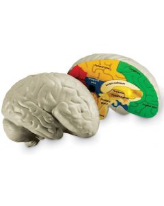 Model ludzkiego mózgu z pianki