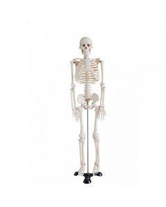 Model szkieletu człowieka (85cm)