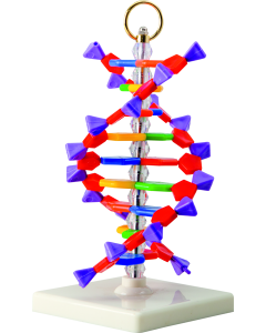 DNA - model