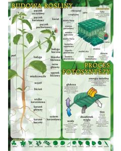 Budowa rośliny i proces fotosyntezy - plansza dydaktyczna