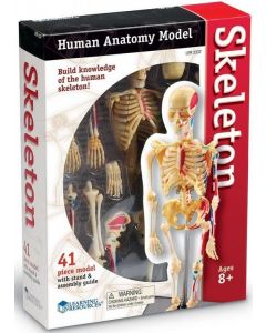 Szkielet człowieka