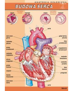 Serce człowieka - plansza dydaktyczna