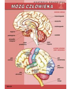 Mózg człowieka - plansza dydaktyczna