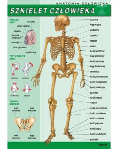 Szkielet człowieka - plansza dydaktyczna