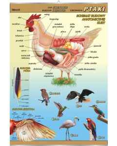 Ptaki - budowa anatomiczna - plansza dydaktyczna