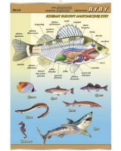 Ryby - budowa anatomiczna - plansza dydaktyczna