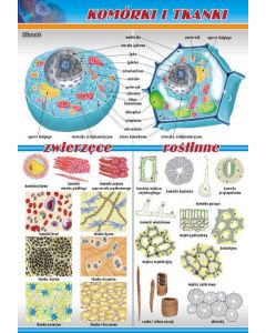 Komórki i tkanki - plansza dydaktyczna