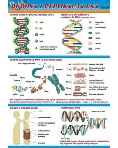 Budowa i replikacja DNA - plansza dydaktyczna