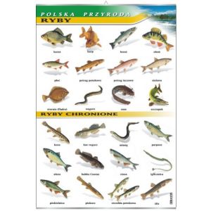 Ryby - plansza dydaktyczna