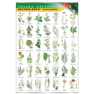 Rośliny pospolite - plansza dydaktyczna