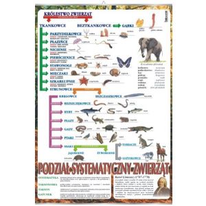 Systematyka zwierząt - plansza dydaktyczna
