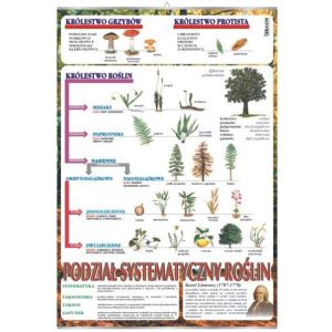 Systematyka roślin - plansza dydaktyczna