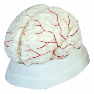 Mózg człowieka z naczyniami 8-częściowy