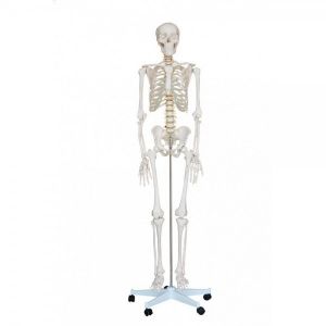 Szkielet człowieka na stojaku, wielkość naturalna - model