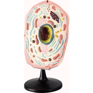 Komórka zwierzęca - model