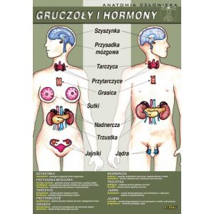 Gruczoły i hormony - plansza dydaktyczna
