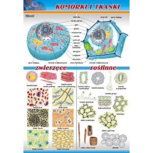 Komórki i tkanki - plansza dydaktyczna